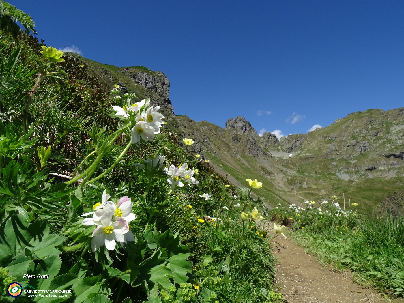 28 Sentiero 109 per i laghi fiorito .JPG